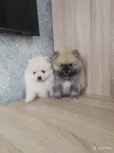Щенки померанский шпиц