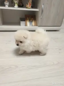 Щенок померанского шпица