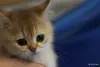 Кошки - Шотландские котята - Вся Беларусь - Фото 2 Шотландские котята - Вся Беларусь - 252149 - Доска объявлений Kupika.by - Фото 2