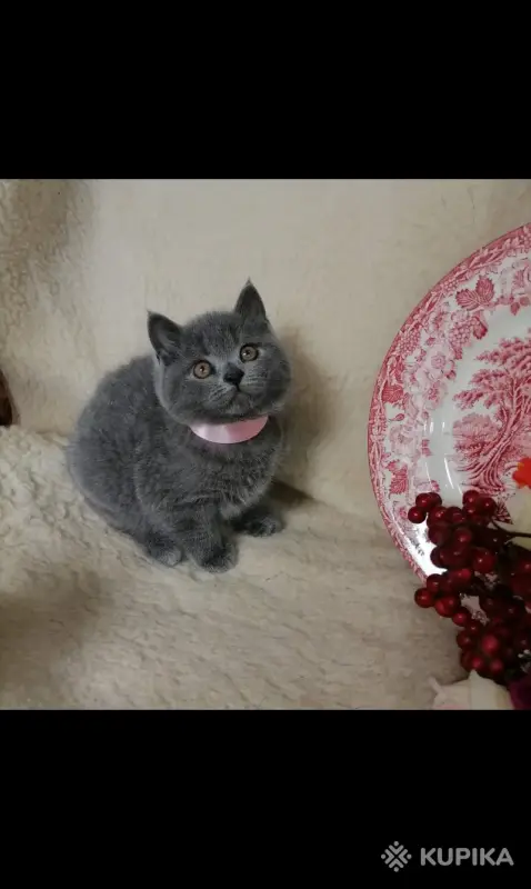 Кошки - Британские Котята - Вся Беларусь - Фото 2 Британские Котята - Вся Беларусь - 252184 - Доска объявлений Kupika.by - Фото 2