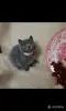 Кошки - Британские Котята - Вся Беларусь - Фото 2 Британские Котята - Вся Беларусь - 252184 - Доска объявлений Kupika.by - Фото 2