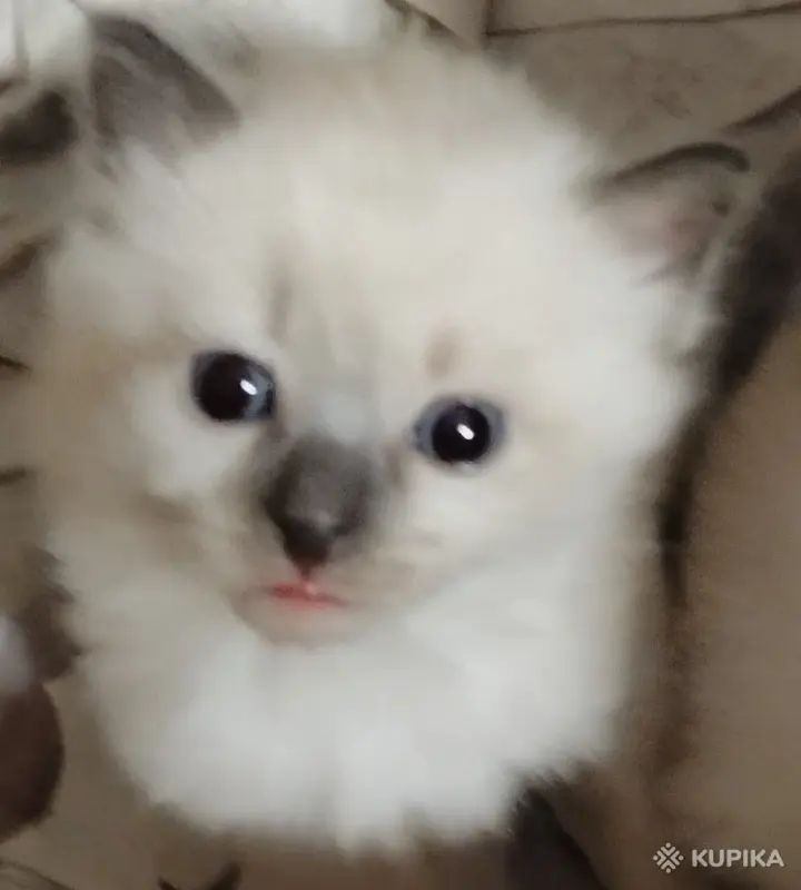 Котята невские маскарадные - Вся Беларусь - 251004 - Доска объявлений Kupika.by - Фото 6