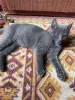 Кошки - Котята в дар - Вся Беларусь - Фото 6 Котята в дар - Вся Беларусь - 252024 - Доска объявлений Kupika.by - Фото 6