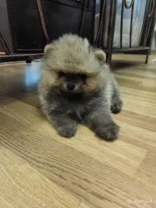 Щенки померанского шпица