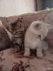 Кошки - Котята - Вся Беларусь - Фото 6 Котята - Вся Беларусь - 252062 - Доска объявлений Kupika.by - Фото 6
