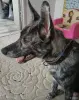 Собака в дар - Вся Беларусь - 253123 - Доска объявлений Kupika.by