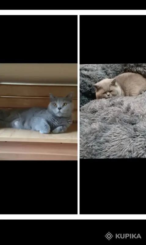 Кошки - Британские Котята - Вся Беларусь - Фото 11 Британские Котята - Вся Беларусь - 252184 - Доска объявлений Kupika.by - Фото 11