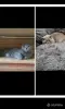 Кошки - Британские Котята - Вся Беларусь - Фото 11 Британские Котята - Вся Беларусь - 252184 - Доска объявлений Kupika.by - Фото 11