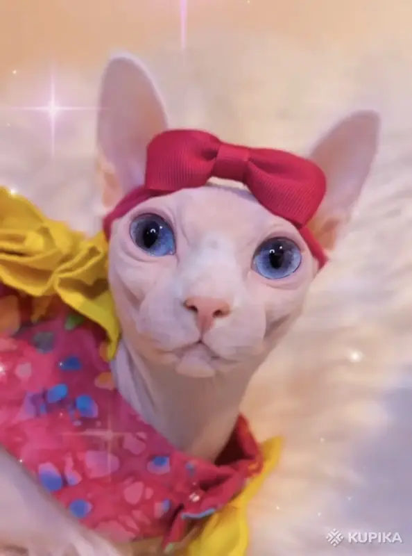 Кошки - Канадский сфинкс котята Белоснежные котята - Вся Беларусь - Фото 8 Канадский сфинкс котята Белоснежные котята - Вся Беларусь - 252495 - Доска объявлений Kupika.by - Фото 8