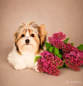 Бивер терьер