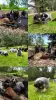 Щенки немецкого дратхаара - Вся Беларусь - 252654 - Доска объявлений Kupika.by - Фото 2