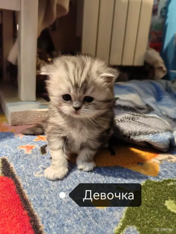 Котята Хайленд, Скоттиш Страйт