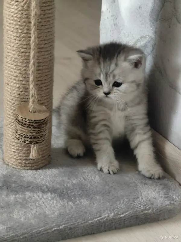 Кошки - Шотландские котята - Вся Беларусь - Фото 2 Шотландские котята - Вся Беларусь - 252710 - Доска объявлений Kupika.by - Фото 2