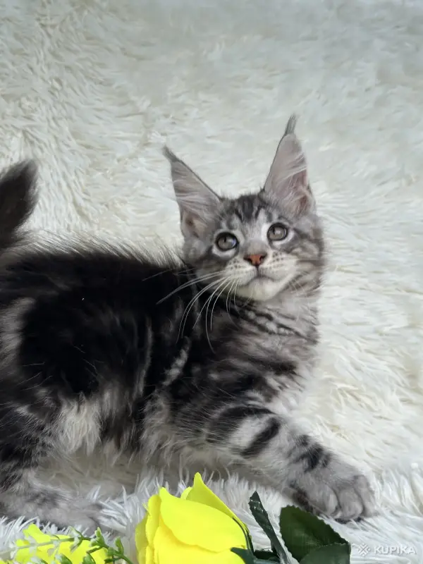 Кошки - Мейн-Кун котята - Вся Беларусь - Фото 11 Мейн-Кун котята - Вся Беларусь - 250701 - Доска объявлений Kupika.by - Фото 11