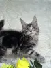Кошки - Мейн-Кун котята - Вся Беларусь - Фото 11 Мейн-Кун котята - Вся Беларусь - 250701 - Доска объявлений Kupika.by - Фото 11
