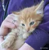 рыжий пушистый котенок - Вся Беларусь - 250967 - Доска объявлений Kupika.by - Фото 6
