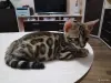 Котенок бенгальский - Вся Беларусь - 250699 - Доска объявлений Kupika.by