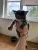 Кошки - Котята мейн-кун - Вся Беларусь - Фото 3 Котята мейн-кун - Вся Беларусь - 252200 - Доска объявлений Kupika.by - Фото 3