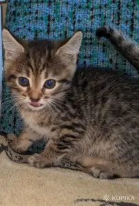 кошечка котенок