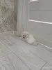 Мальчики померанского шпица - Вся Беларусь - 251619 - Доска объявлений Kupika.by - Фото 3