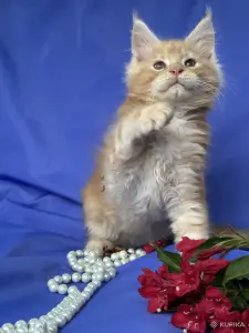 Мейн-кун котята