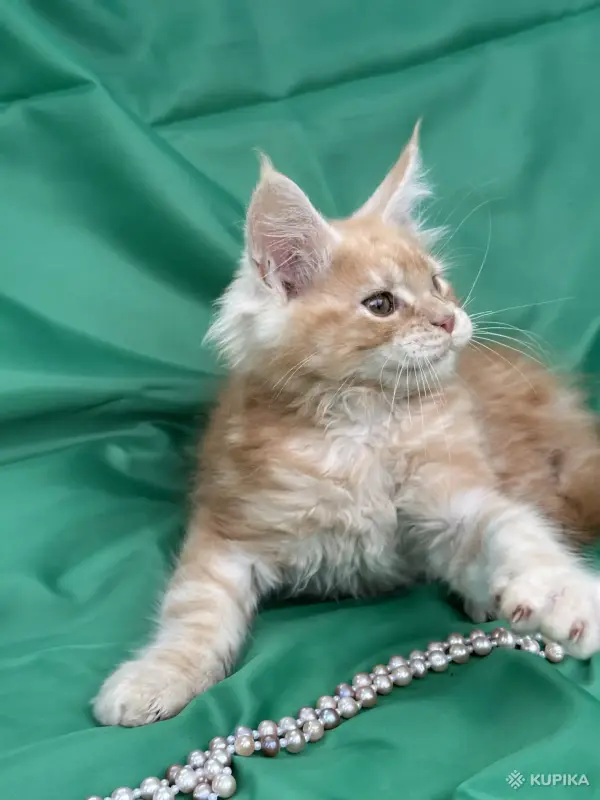 Кошки - Мейн-кун котята - Вся Беларусь - Фото 12 Мейн-кун котята - Вся Беларусь - 251799 - Доска объявлений Kupika.by - Фото 12