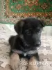 Щенки немецкой овчарки - Вся Беларусь - 252945 - Доска объявлений Kupika.by - Фото 2
