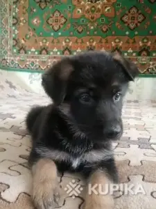 Щенки немецкой овчарки
