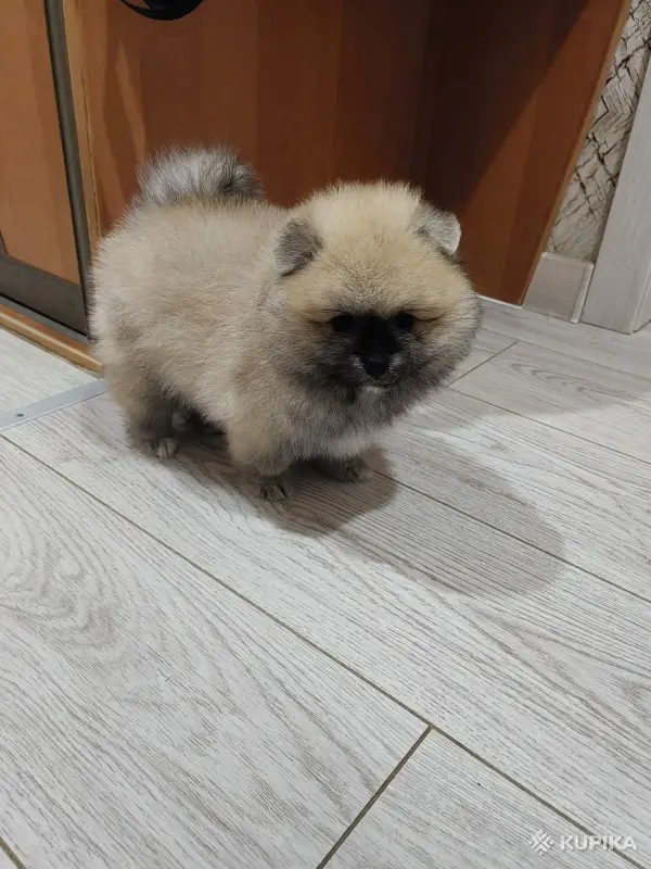 Мальчик померанского шпица