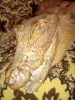 Другие товары для хобби и творчества - Шкура крокодила - Вся Беларусь - Фото 3 Шкура крокодила - Вся Беларусь - 250625 - Доска объявлений Kupika.by - Фото 3