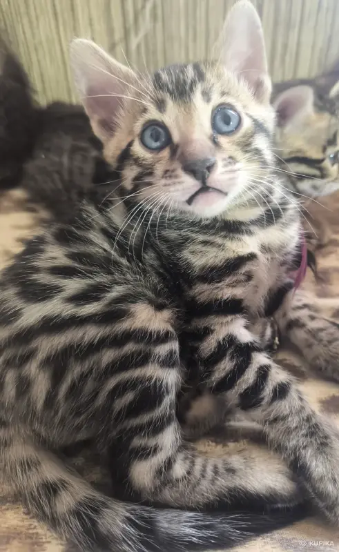 Кошки - Бенгальские котята - Вся Беларусь Бенгальские котята - Вся Беларусь - 252148 - Доска объявлений Kupika.by