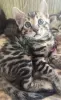 Кошки - Бенгальские котята - Вся Беларусь Бенгальские котята - Вся Беларусь - 252148 - Доска объявлений Kupika.by