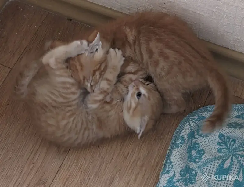 Кошки - рыжие котята пацаны - Вся Беларусь - Фото 4 рыжие котята пацаны - Вся Беларусь - 251465 - Доска объявлений Kupika.by - Фото 4