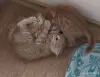 Кошки - рыжие котята пацаны - Вся Беларусь - Фото 4 рыжие котята пацаны - Вся Беларусь - 251465 - Доска объявлений Kupika.by - Фото 4
