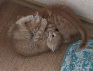 рыжие котята пацаны
