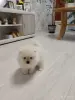 Щенок померанского шпица - Вся Беларусь - 251175 - Доска объявлений Kupika.by - Фото 2