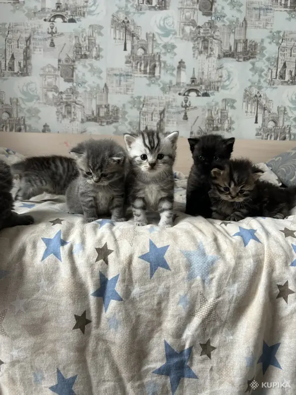 Котята шотландские - Вся Беларусь - 251682 - Доска объявлений Kupika.by - Фото 2