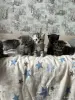 Котята шотландские - Вся Беларусь - 251682 - Доска объявлений Kupika.by - Фото 2