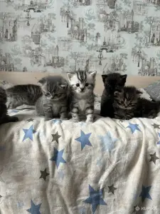Котята шотландские