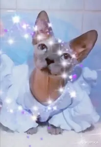 Канадский сфинкс кошка