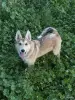 Щенки западно-сибирской лайки - Вся Беларусь - 252889 - Доска объявлений Kupika.by - Фото 9