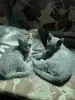 Кошки - Котята в дар - Вся Беларусь Котята в дар - Вся Беларусь - 252024 - Доска объявлений Kupika.by