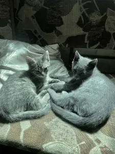 Котята в дар