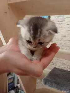 Продажа котенка