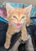 Кошки - рыжие котята пацаны - Вся Беларусь - Фото 2 рыжие котята пацаны - Вся Беларусь - 251465 - Доска объявлений Kupika.by - Фото 2