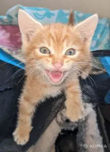 рыжие котята пацаны