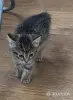 Кошки - кошечка котенок - Вся Беларусь - Фото 3 кошечка котенок - Вся Беларусь - 251443 - Доска объявлений Kupika.by - Фото 3
