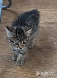 кошечка котенок
