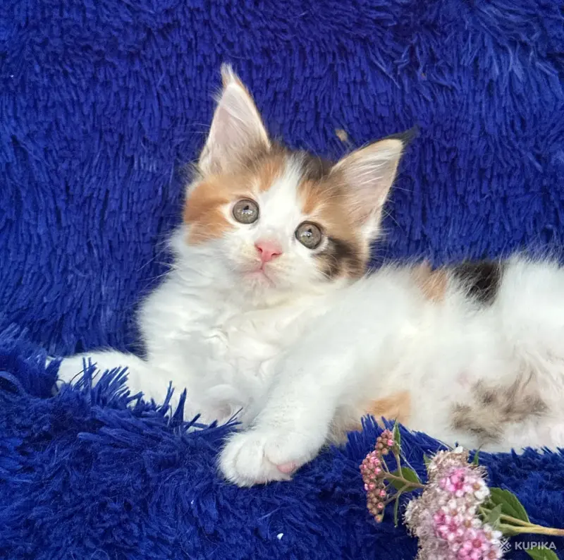 Кошки - Мейн-кун котята - Вся Беларусь - Фото 7 Мейн-кун котята - Вся Беларусь - 252201 - Доска объявлений Kupika.by - Фото 7