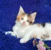 Кошки - Мейн-кун котята - Вся Беларусь - Фото 7 Мейн-кун котята - Вся Беларусь - 252201 - Доска объявлений Kupika.by - Фото 7